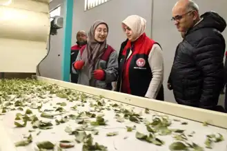 Kırsal Kalkınma Projesi ile Defne İşleme Kapasitesi Üç Kat Arttı