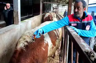 Düzce'de Şap Aşı Kampanyası Başladı