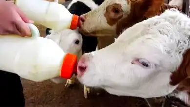 Düzce'de Hayvancılık Destekleri Askıda!