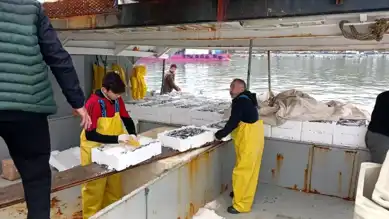Karadeniz'de Hamsi Bolluğu: Fiyatlar Uygun!