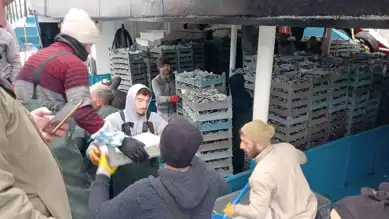 Düzce'nin Akçakoca İlçesinde Hamsi Bolluğu
