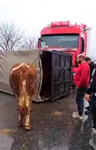 Düzce'de Hayvanlı Kamyon Kazası!