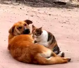 Düzce'de Kediyle Köpeğin Sıradışı Dostluğu