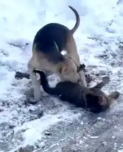 Düzce'de Kedi ve Köpek Dostluğu