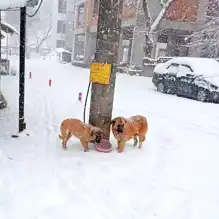 Çilimli Belediyesi Sokak Hayvanlarını Unutmadı