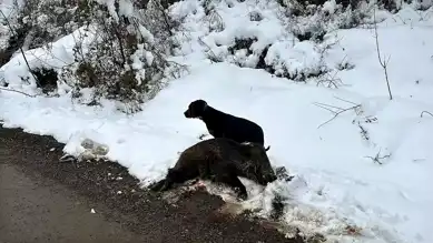 Kaynaşlı Köylüsü Yaban Domuzlarından Korunmak İçin Nöbetçi!