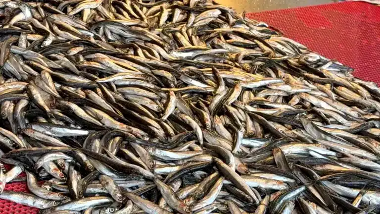 Düzce'de Balık Bolluğu: Hamsi 100 TL!