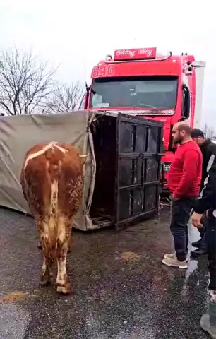 Düzce'de Hayvanlı Kamyon Kazası!