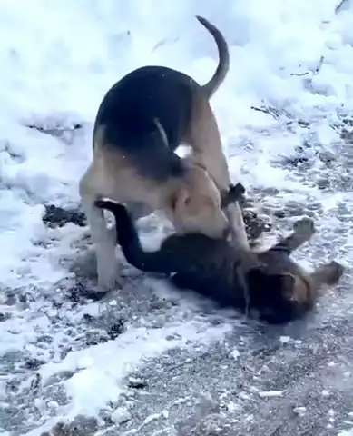 Düzce'de Kedi ve Köpek Dostluğu