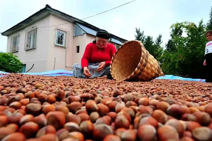 Düzce'den AB'ye 5 Bin Ton Fındık İhracatı