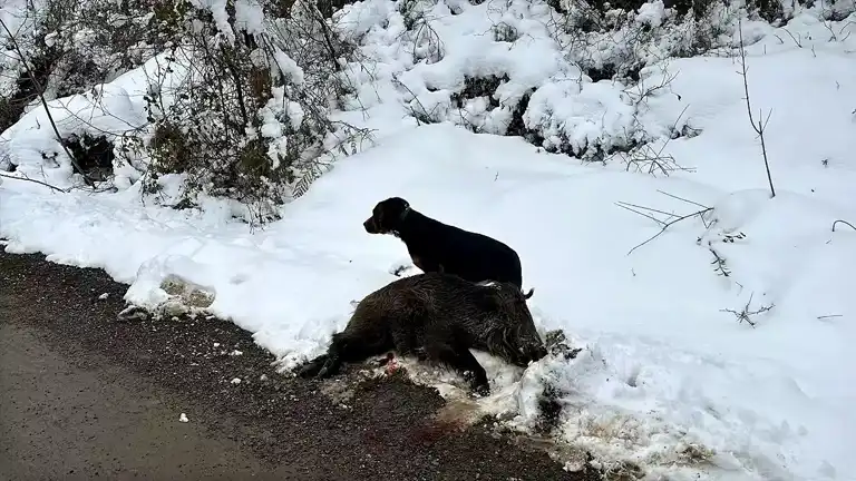 Kaynaşlı Köylüsü Yaban Domuzlarından Korunmak İçin Nöbetçi!